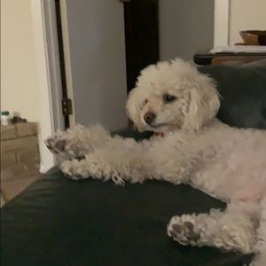 Meet your Posher, Dawn zoe